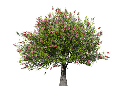 Australian Bottlebrush Trees 3D 모델