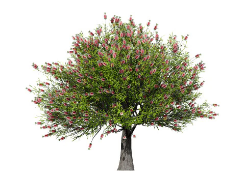 Australian Bottlebrush Trees 3D Model