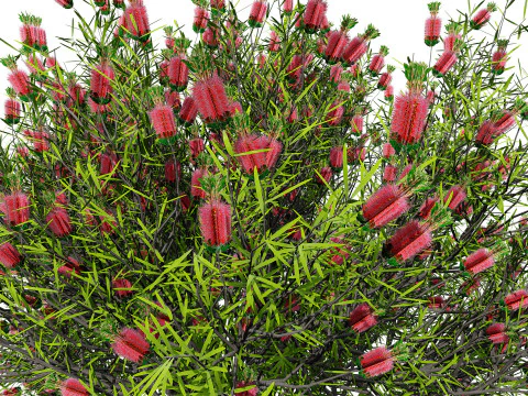Australian Bottlebrush Trees 3D Model