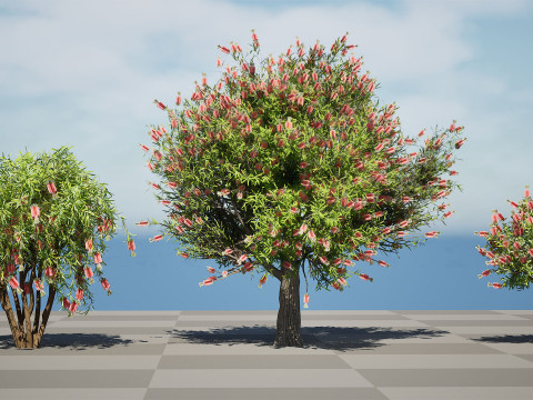 Australian Bottlebrush Trees 3D 모델