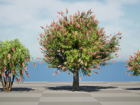 Australian Bottlebrush Trees 3D Model