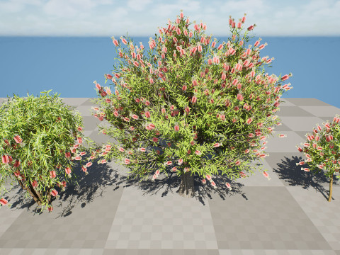Australian Bottlebrush Trees 3D 모델