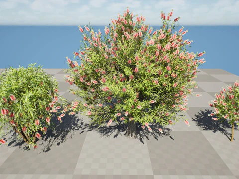 Australian Bottlebrush Trees 3D Model