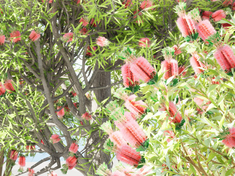 Australian Bottlebrush Trees 3D 모델