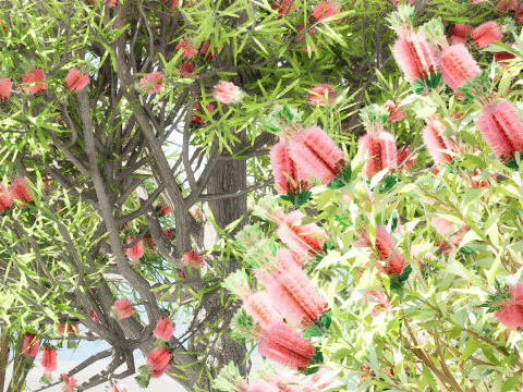 Australian Bottlebrush Trees 3D Model