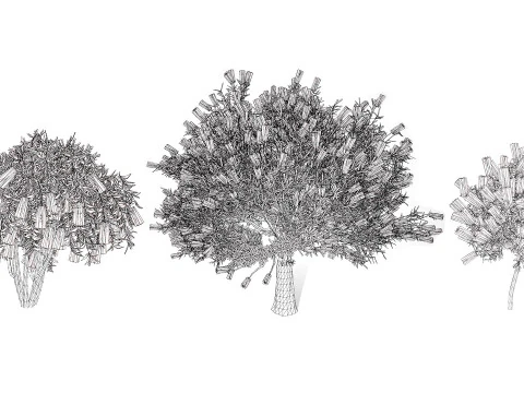 Australian Bottlebrush Trees 3D Model