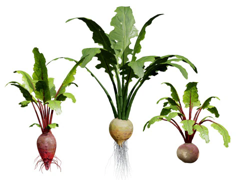 Planta de beterraba Modelo 3D