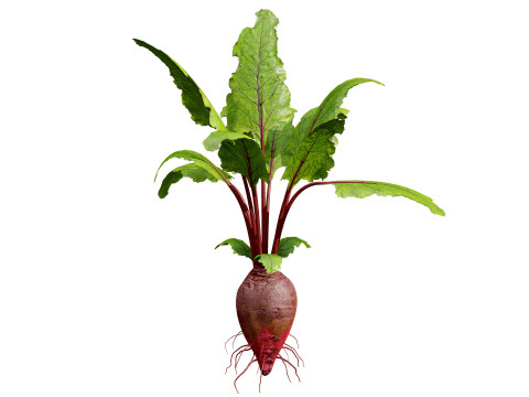 Beet Plant Modelo 3D