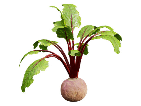 Beet Plant Modelo 3D