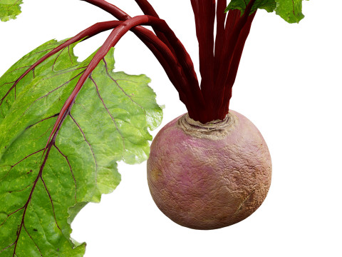Beet Plant Modelo 3D