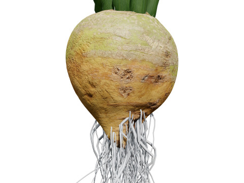 Beet Plant Modelo 3D