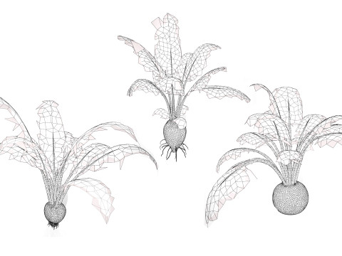 Beet Plant Modelo 3D