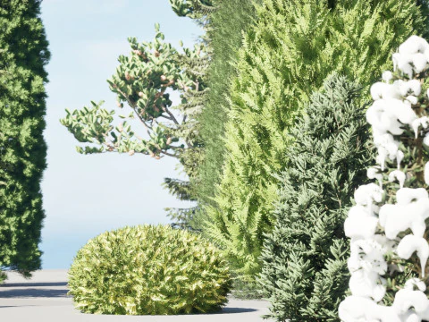 Conifer 3D Pack High-Quality 3D Model