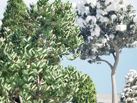 Conifer 3D Pack High-Quality 3D Model