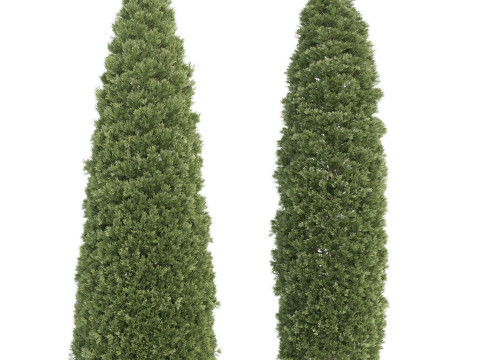 Conifer 3D Pack High-Quality Model 3D