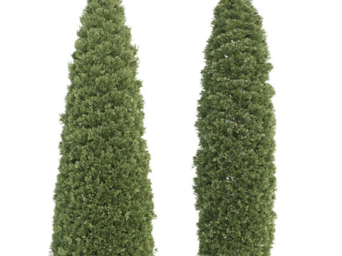 Conifer 3D Pack High-Quality 3D Model