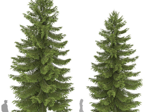 Conifer 3D Pack High-Quality Model 3D