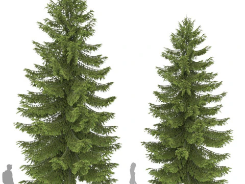 Conifer 3D Pack High-Quality 3D Model