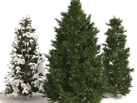 Conifer 3D Pack High-Quality Model 3D