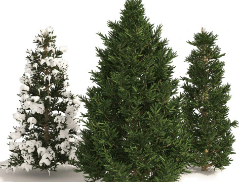 Conifer 3D Pack High-Quality 3D Model