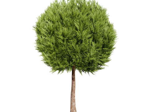 Conifer 3D Pack High-Quality Model 3D