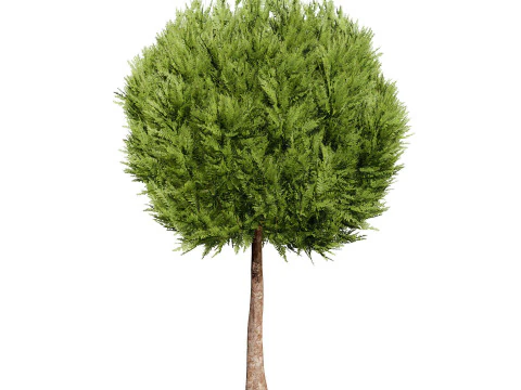 Conifer 3D Pack High-Quality 3D Model