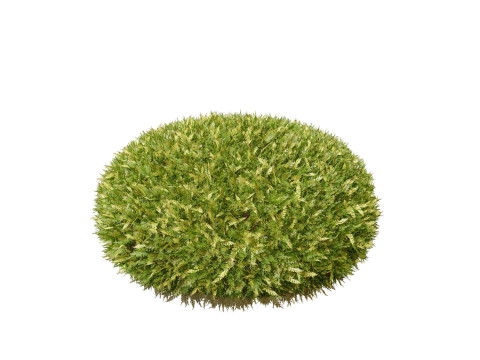 Conifer 3D Pack High-Quality Model 3D