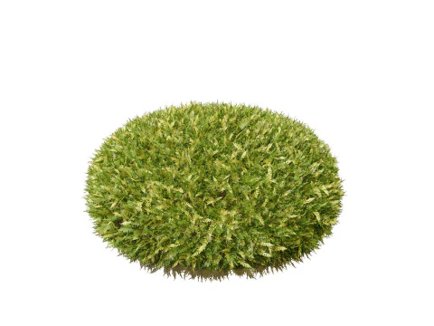 Conifer 3D Pack High-Quality 3D Model