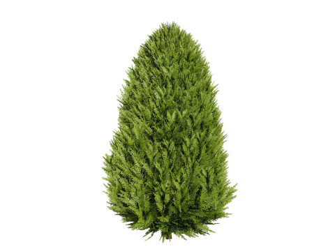 Conifer 3D Pack High-Quality Model 3D