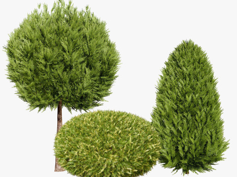 Conifer 3D Pack High-Quality Model 3D