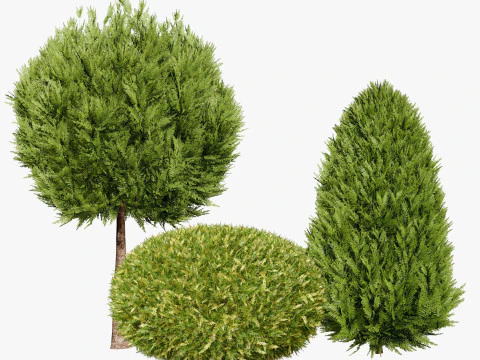 Conifer 3D Pack High-Quality 3D Model