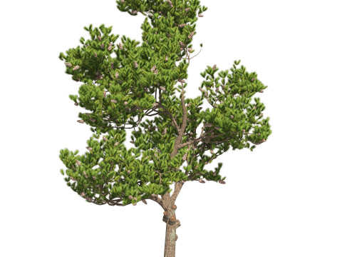 Conifer 3D Pack High-Quality Model 3D
