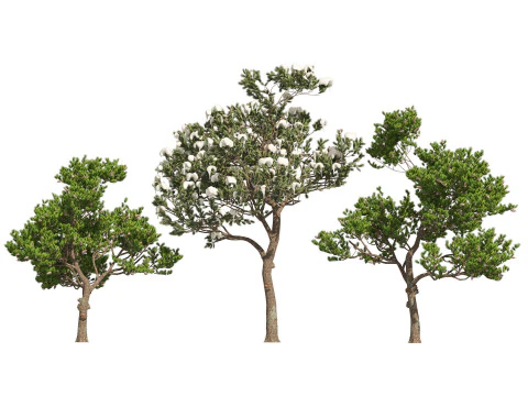 Conifer 3D Pack High-Quality 3D Model