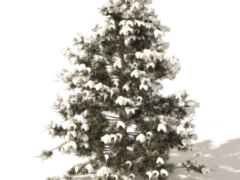 Conifer 3D Pack High-Quality Model 3D