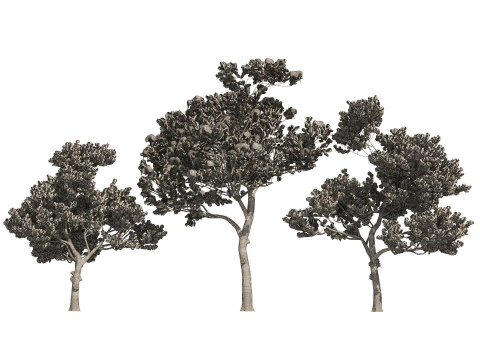Conifer 3D Pack High-Quality 3D Model