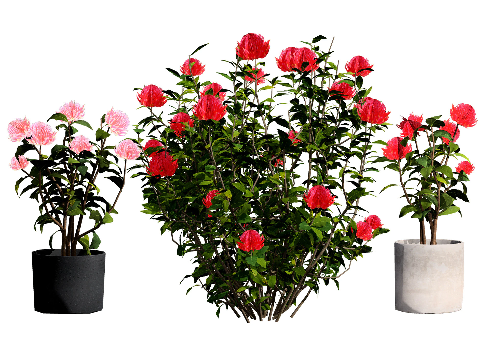 Australian Waratah Flowering Plant 3D Model .c4d .max .obj .3ds .fbx .stl .blend 