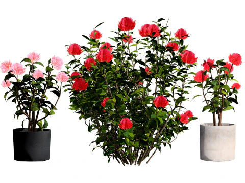 オーストラリアのワラタ開花植物 3Dモデル