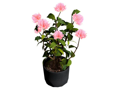 Australian Waratah Flowering Plant 3D Model