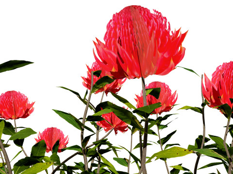 Australian Waratah Flowering Plant 3D Модель