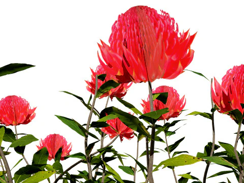 Australian Waratah Flowering Plant 3D Model