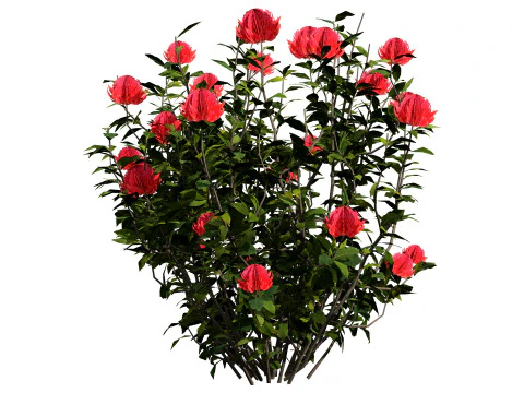 Australian Waratah Flowering Plant 3D Model
