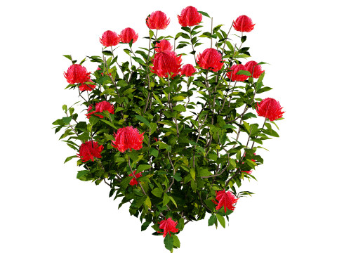 Australian Waratah Flowering Plant 3D Модель