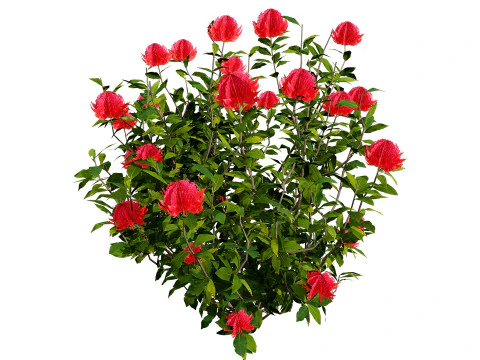 Australian Waratah Flowering Plant 3D Model