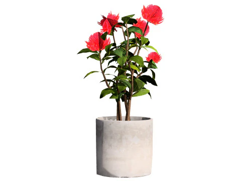 Australian Waratah Flowering Plant 3D Model