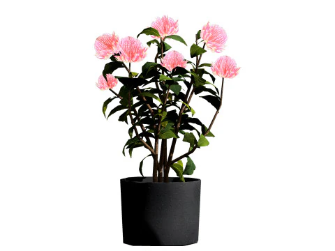 Australian Waratah Flowering Plant 3D Model