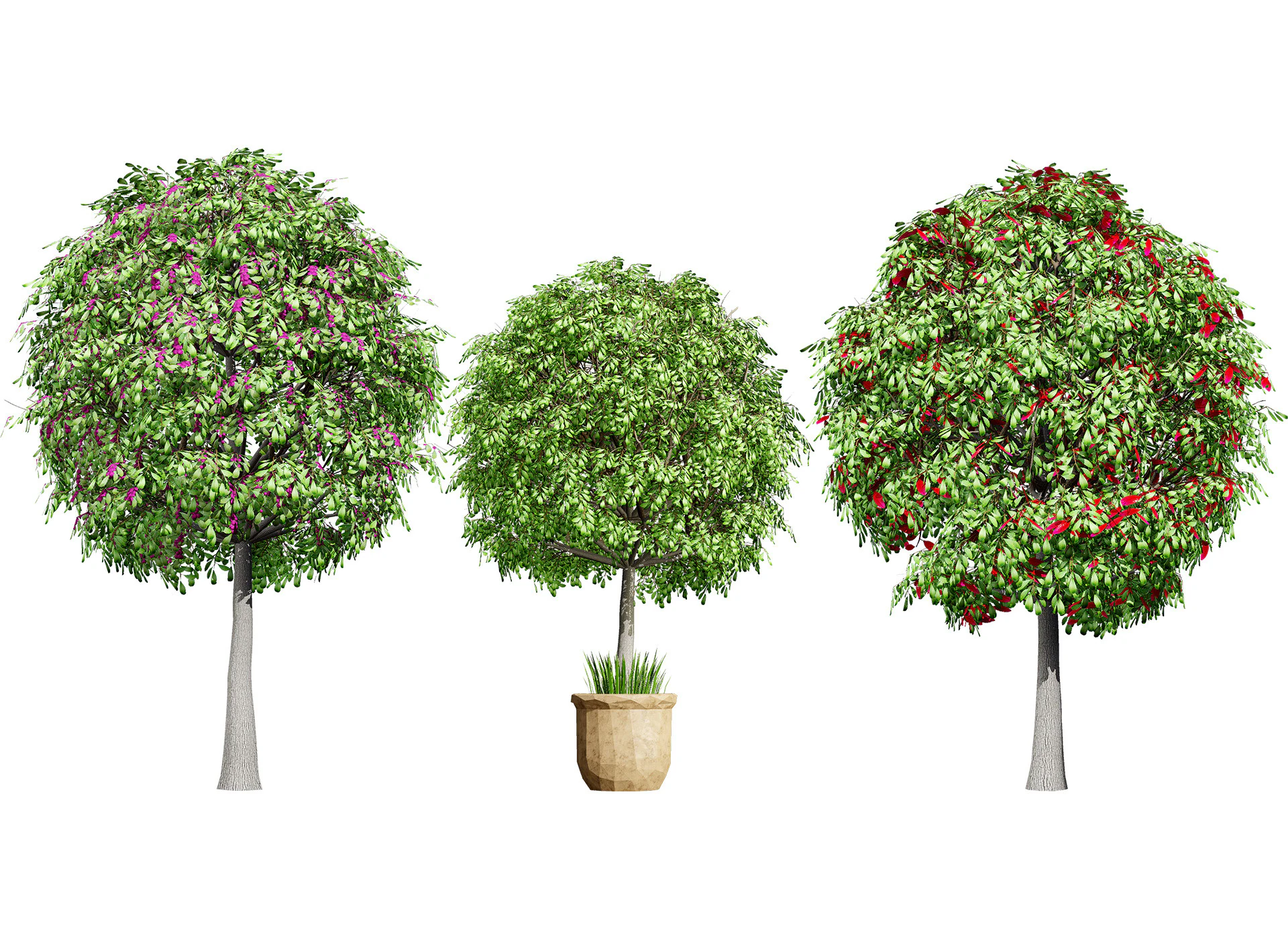 Australian Lilly Pilly Fruit Plant 3D Model .c4d .max .obj .3ds .fbx .stl .blend 