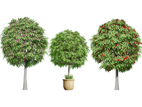 ऑस्ट्रेलियाई लिली पिली फल पौधा 3D मॉडल