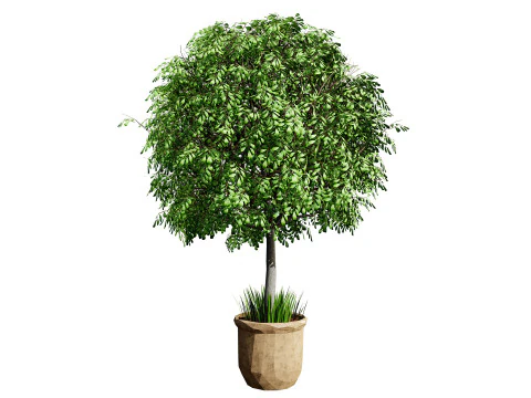 Australian Lilly Pilly Fruit Plant 3D Model