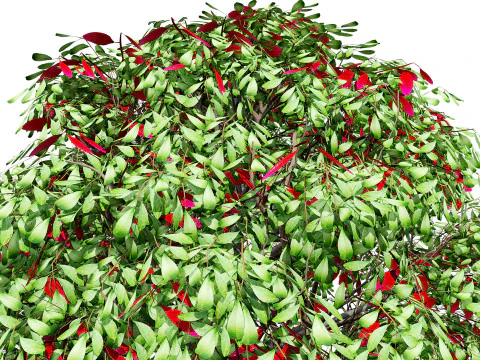 Australian Lilly Pilly Fruit Plant 3D Model