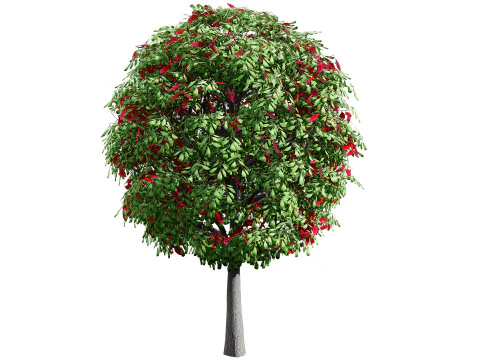Australian Lilly Pilly Fruit Plant 3D Model